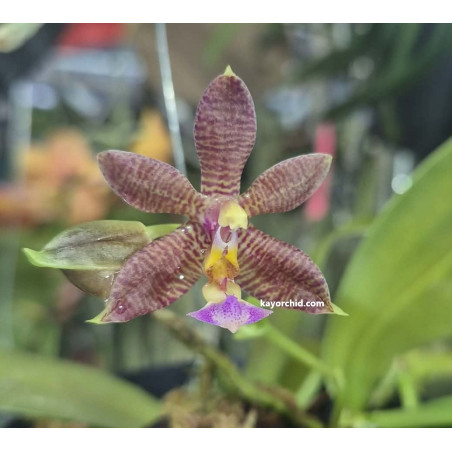 KAY ORCHID COLLECTION  -  phalaenopsis mannii x mentawaiensis + POT 3D