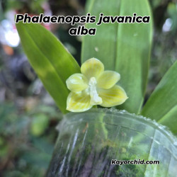 COLLECTION KAY ORCHID - Phalaenopsis javanica alba