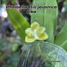 COLLECTION KAY ORCHID - Phalaenopsis javanica alba