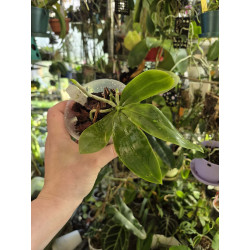 COLLECTION KAY ORCHID - Phalaenopsis javanica alba
