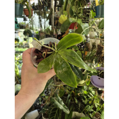 COLLECTION KAY ORCHID - Phalaenopsis javanica alba