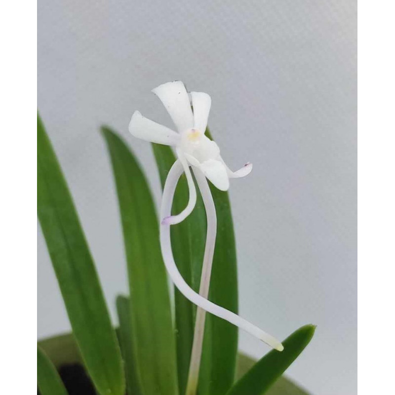 Neofinetia falcata