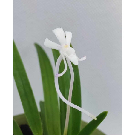 Neofinetia falcata