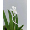 Neofinetia falcata