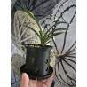 Neofinetia falcata