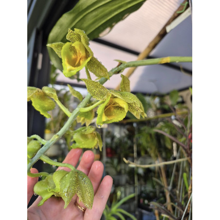 Catasetum fimbriatum