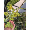 Catasetum fimbriatum