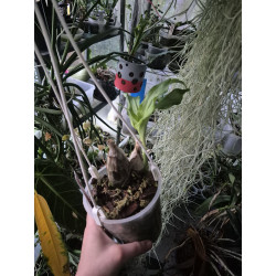 Catasetum fimbriatum