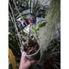 Catasetum fimbriatum