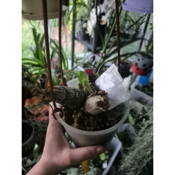 Catasetum fimbriatum