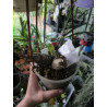 Catasetum fimbriatum