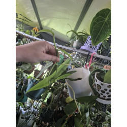 Vanilla planifolia