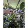 Vanilla planifolia