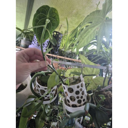 Vanilla bahiana