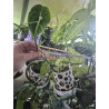 Vanilla bahiana