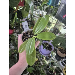 Phalaenopsis tetraspis alba