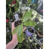 Phalaenopsis tetraspis alba