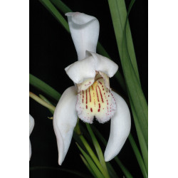 cymbidium wenshanense