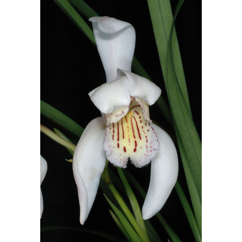 cymbidium wenshanense