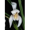cymbidium wenshanense