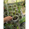 cymbidium wenshanense
