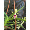 vanda (neofinetia falcata) x cristata - vanda Virgil