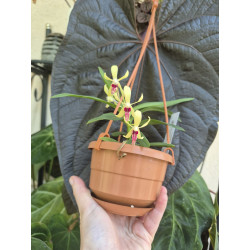 vanda (neofinetia falcata) x cristata - vanda Virgil