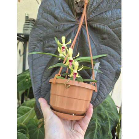 vanda (neofinetia falcata) x cristata - vanda Virgil