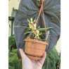 vanda (neofinetia falcata) x cristata - vanda Virgil