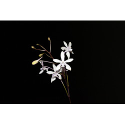 vanda falcata x phalaenopsis lindenii