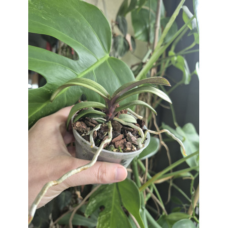 vanda falcata x phalaenopsis lindenii