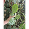 phalaenopsis gigantea alba