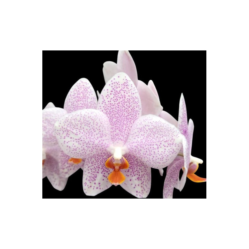 phalaenopsis gigantea x aphrodite