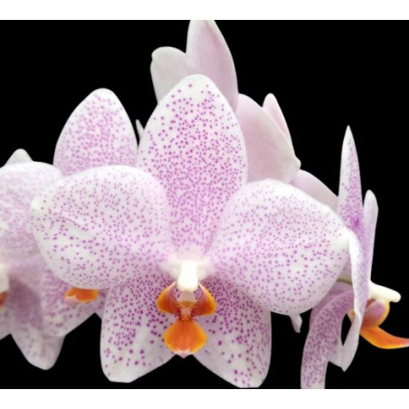 phalaenopsis gigantea x aphrodite