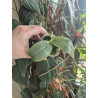 phalaenopsis gigantea x aphrodite