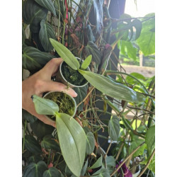 phalaenopsis gigantea