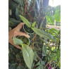 phalaenopsis gigantea