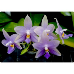 Phalaenopsis violacea var blue