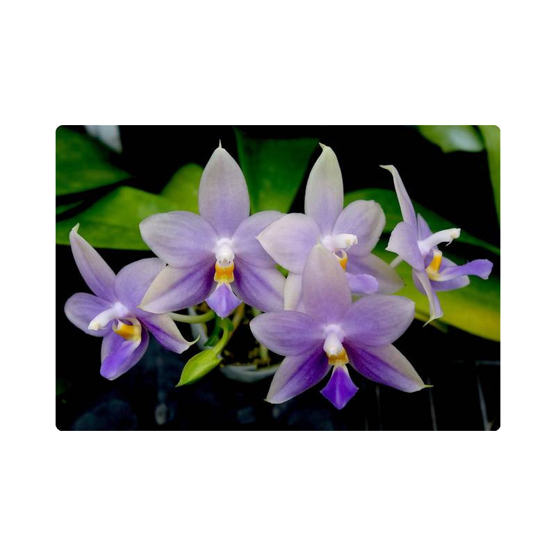 Phalaenopsis violacea var blue