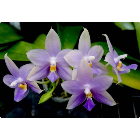 Phalaenopsis violacea var blue
