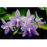 Phalaenopsis violacea var blue