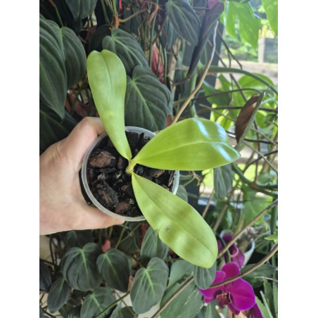 Phalaenopsis violacea var blue