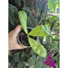 Phalaenopsis violacea var blue