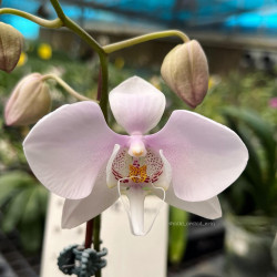 Phalaenopsis amabilis Surabaya