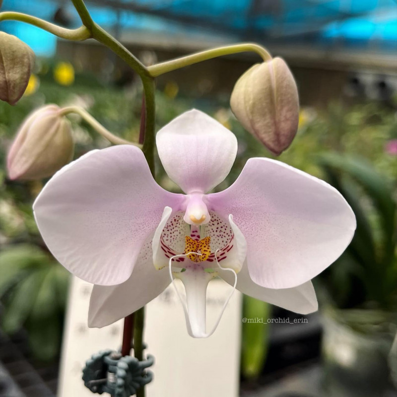 Phalaenopsis amabilis Surabaya