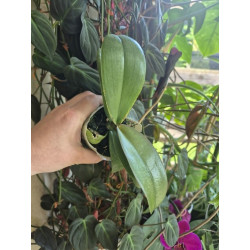 Phalaenopsis amabilis Surabaya