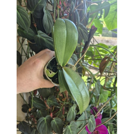 Phalaenopsis amabilis Surabaya