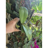 Phalaenopsis amabilis Surabaya