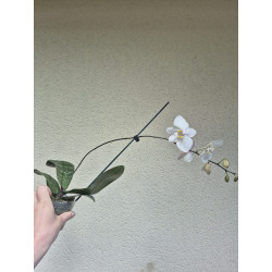 phalaenopsis philippinensis