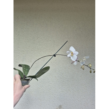phalaenopsis philippinensis
